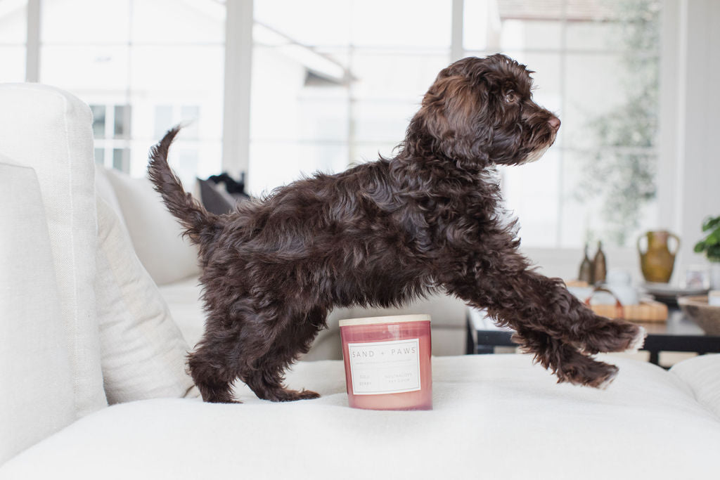 Cozy Sand + Paws Goji Berry 21 oz scented candle