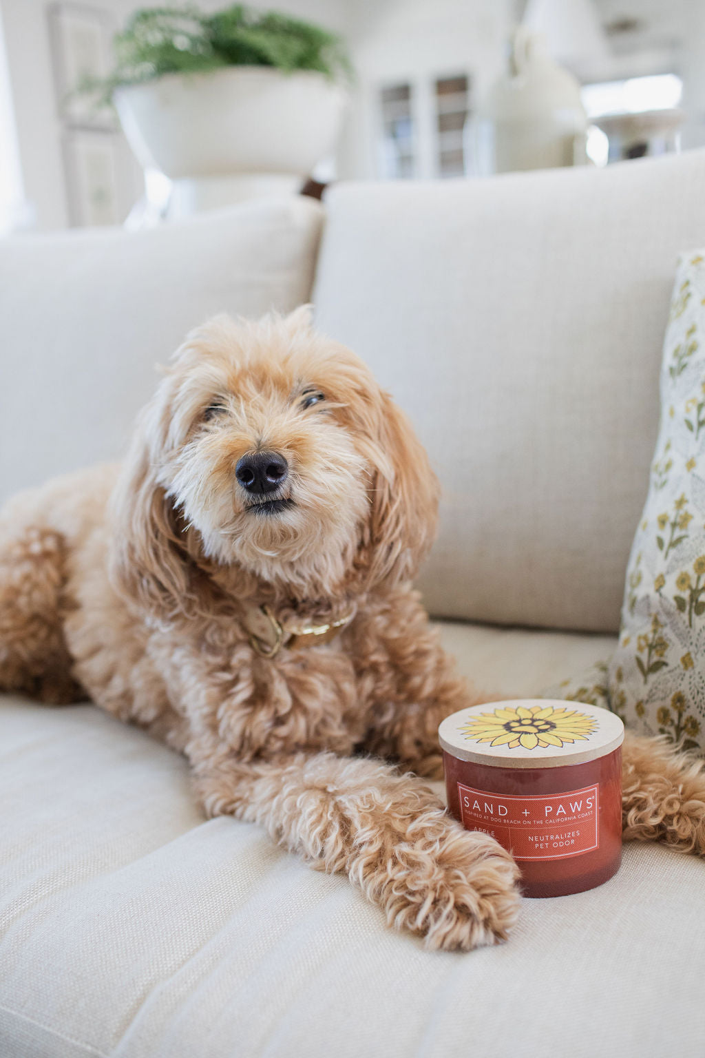 Cozy Sand + Paws Apple Spice 12 oz scented candle