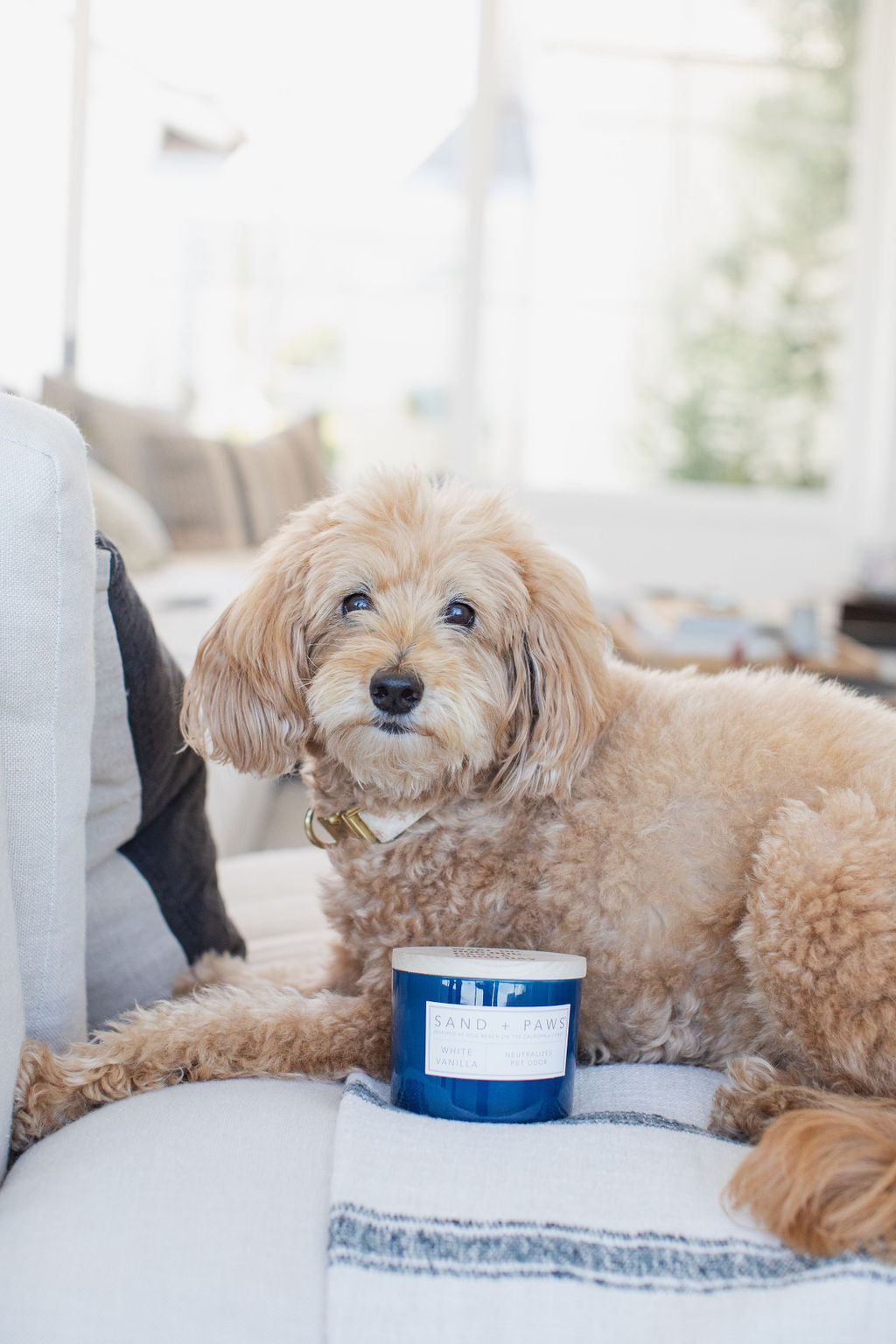 Cozy Sand + Paws White Vanilla 12 oz scented candle