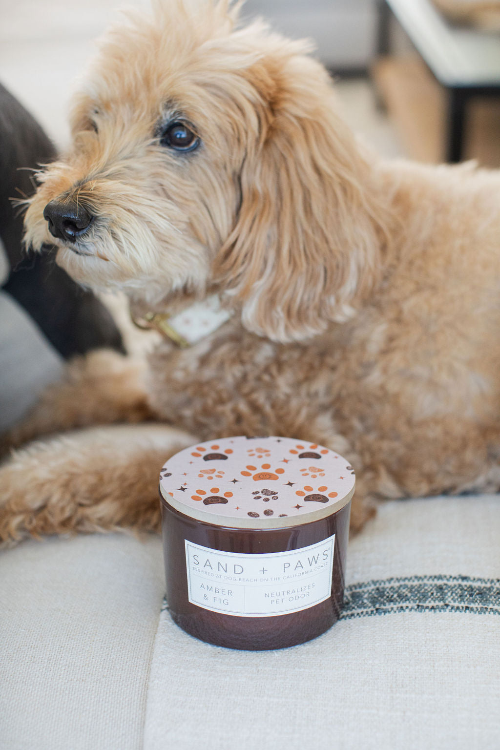 Cozy Sand + Paws Amber & Fig 12 oz scented candle