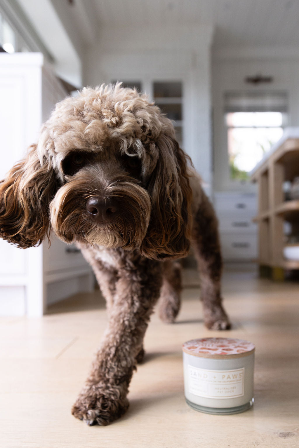 Cozy Sand + Paws Spiced Gingerbread 12 oz scented candle