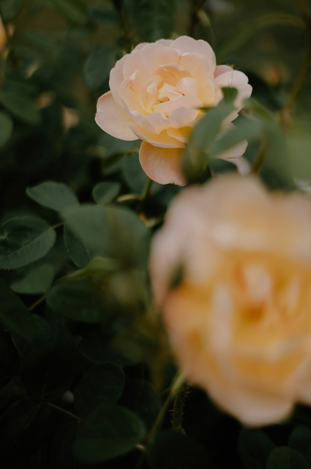 Signature Rose of Nowhere 50ml Perfume Oil Rollerball