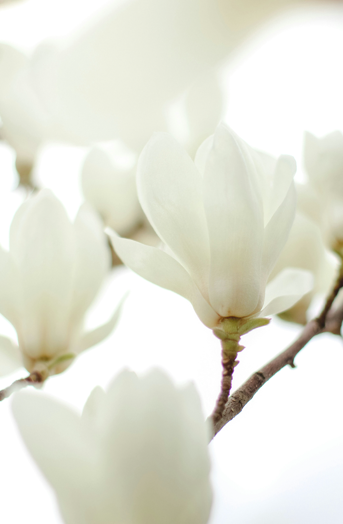 Signature Ivory Bloom 50 ml Perfume Oil Rollerball