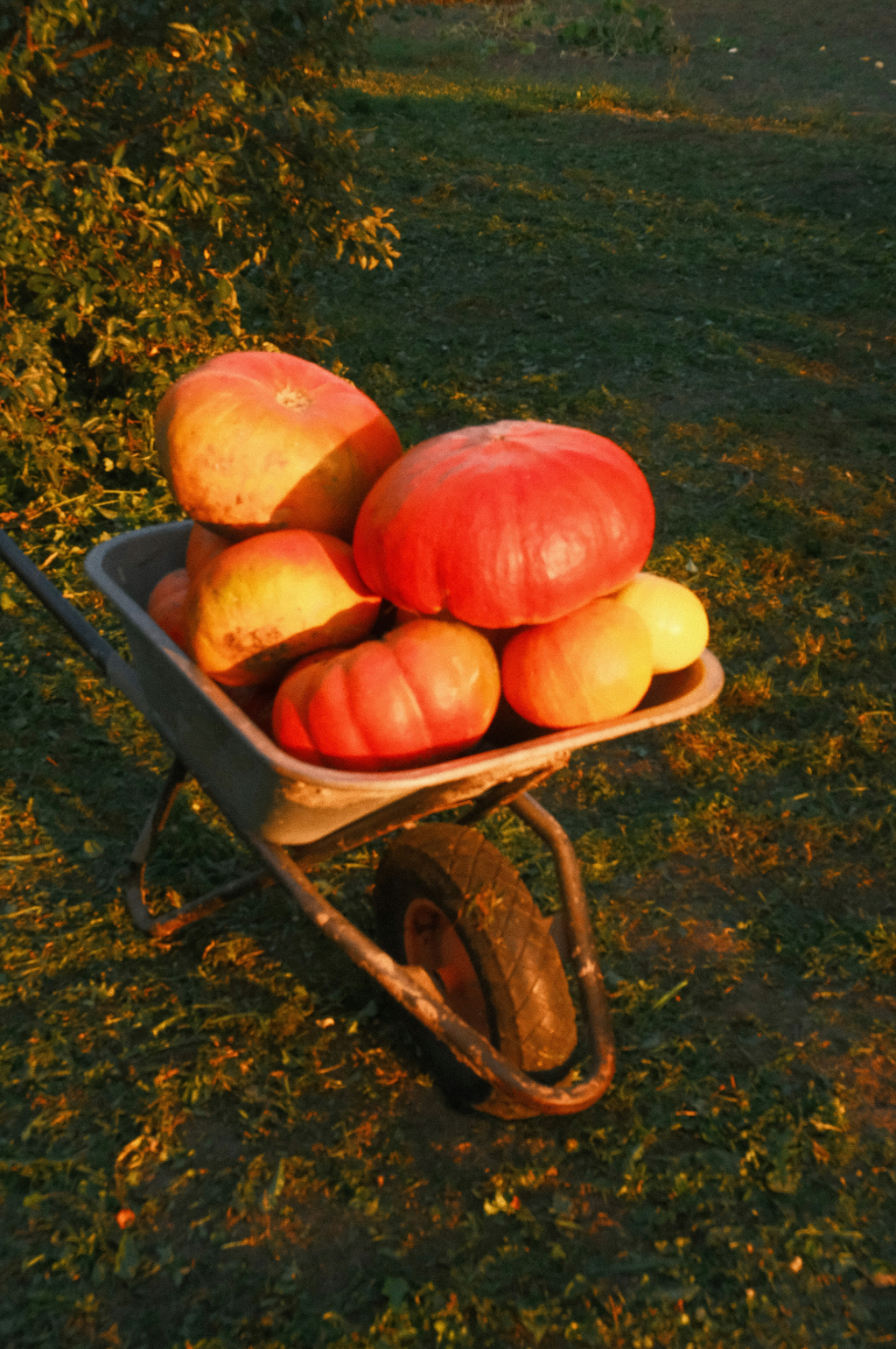 Cozy Sand + Paws Autumn Harvest 12 oz scented candle