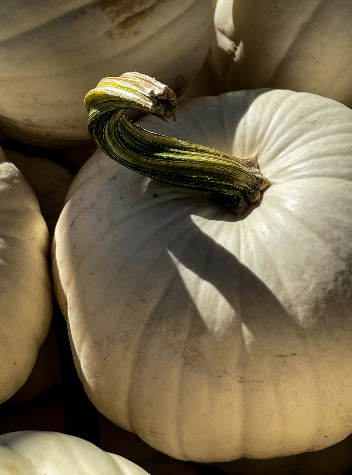 Cozy White Pumpkin 21 oz scented candle