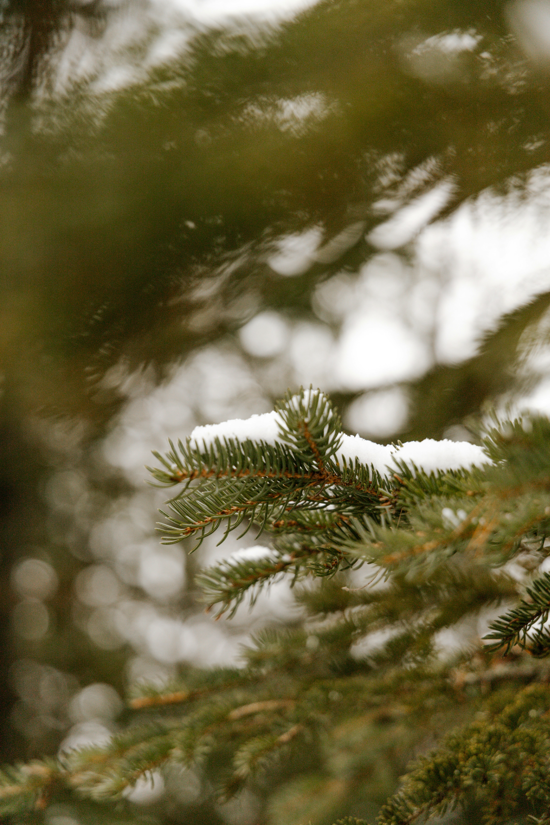 Cozy Pine & Sage 12 oz scented candle