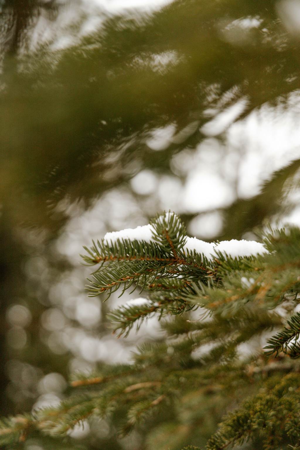 Cozy Pine & Sage 24 oz scented candle