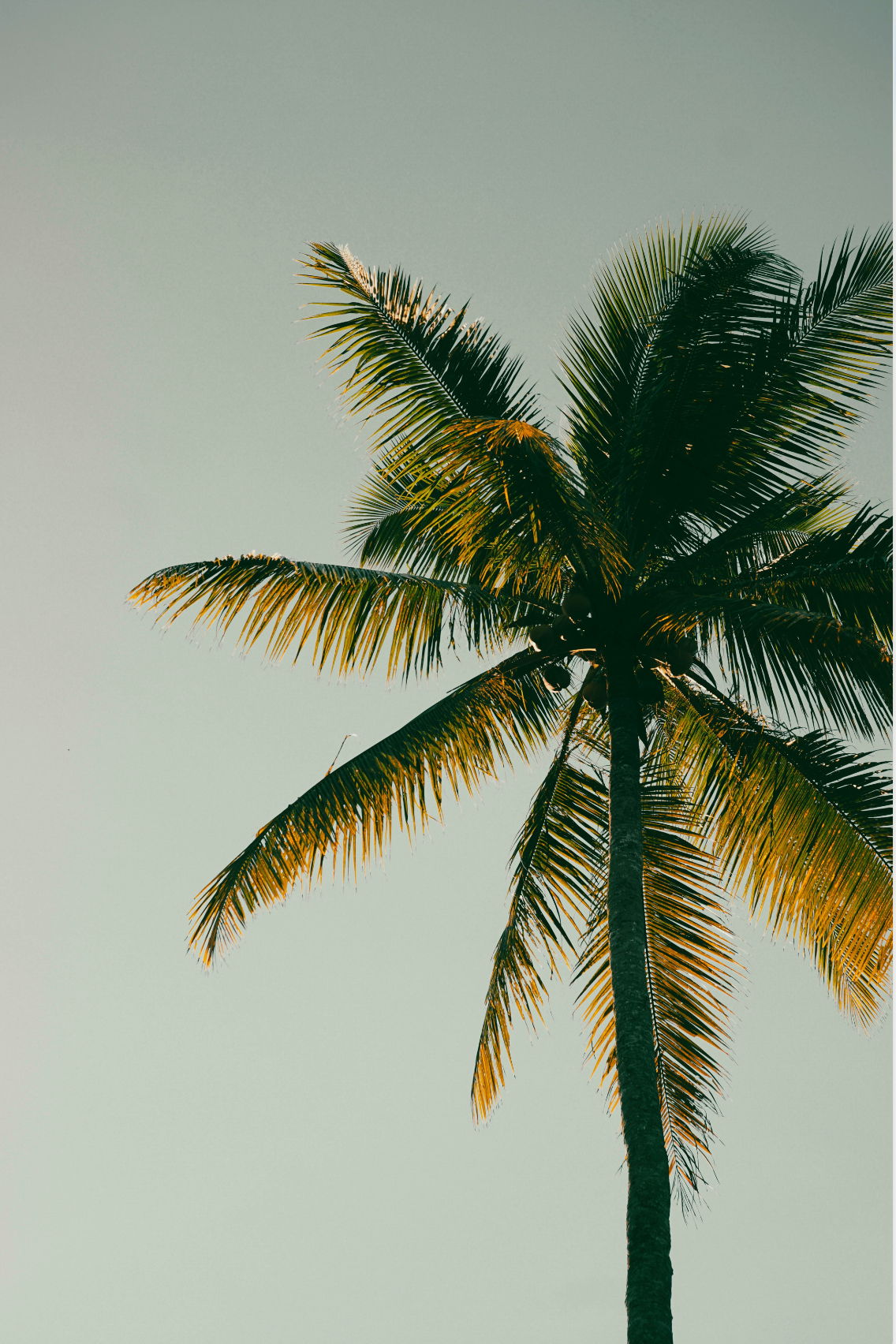 Refreshing Coconut & Palm 100 ml Room Spray