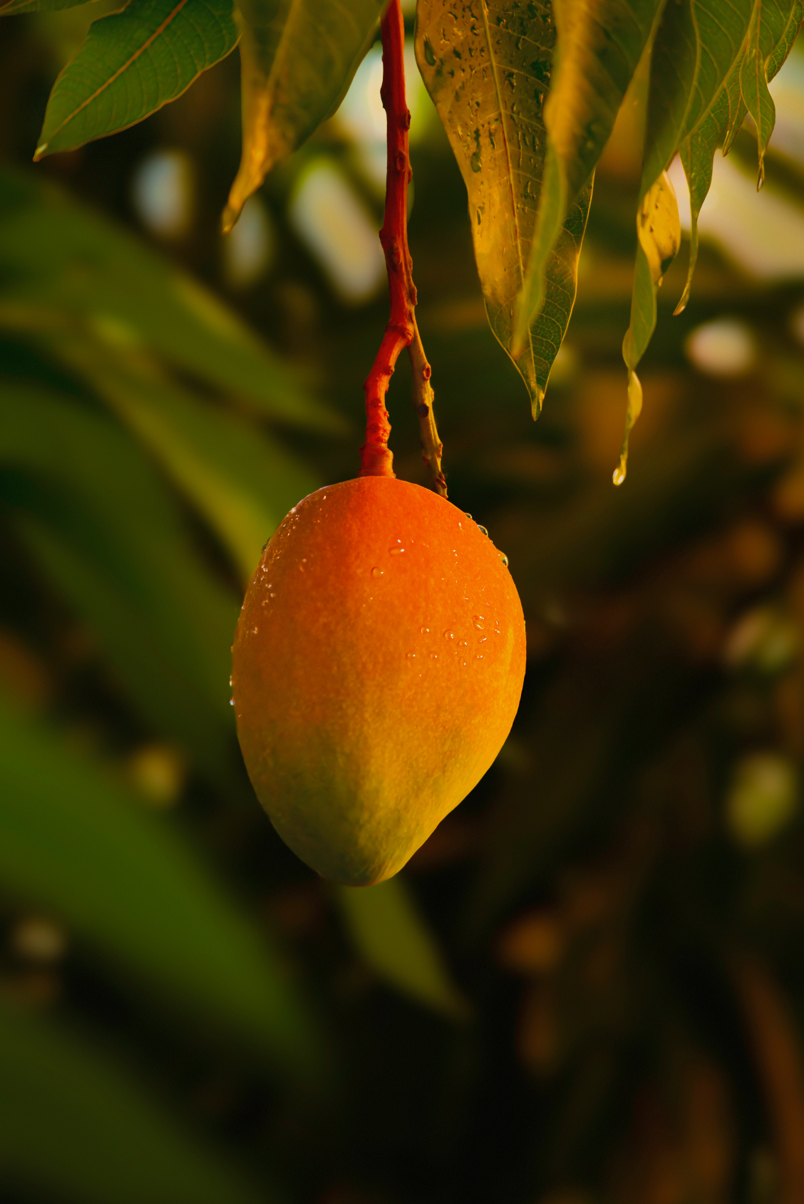 Elegant Guava Mango 16.9 oz Whipped Body Butter