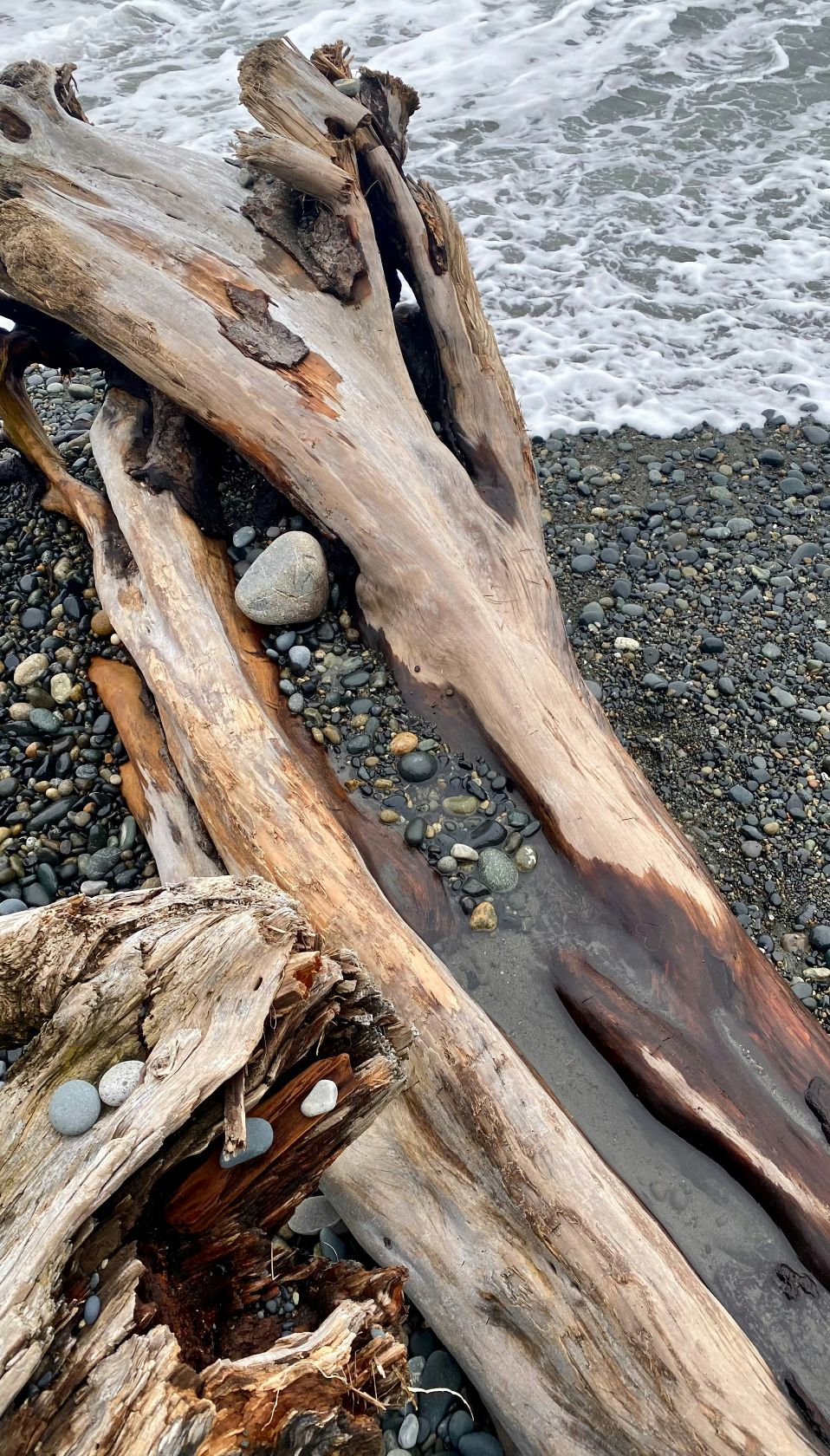 Cozy Sand + Paws Ocean & Driftwood 12 oz scented candle
