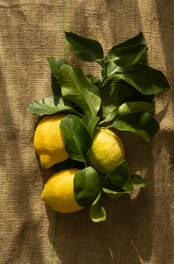 Cozy Olive & Lemon 10 oz scented candle