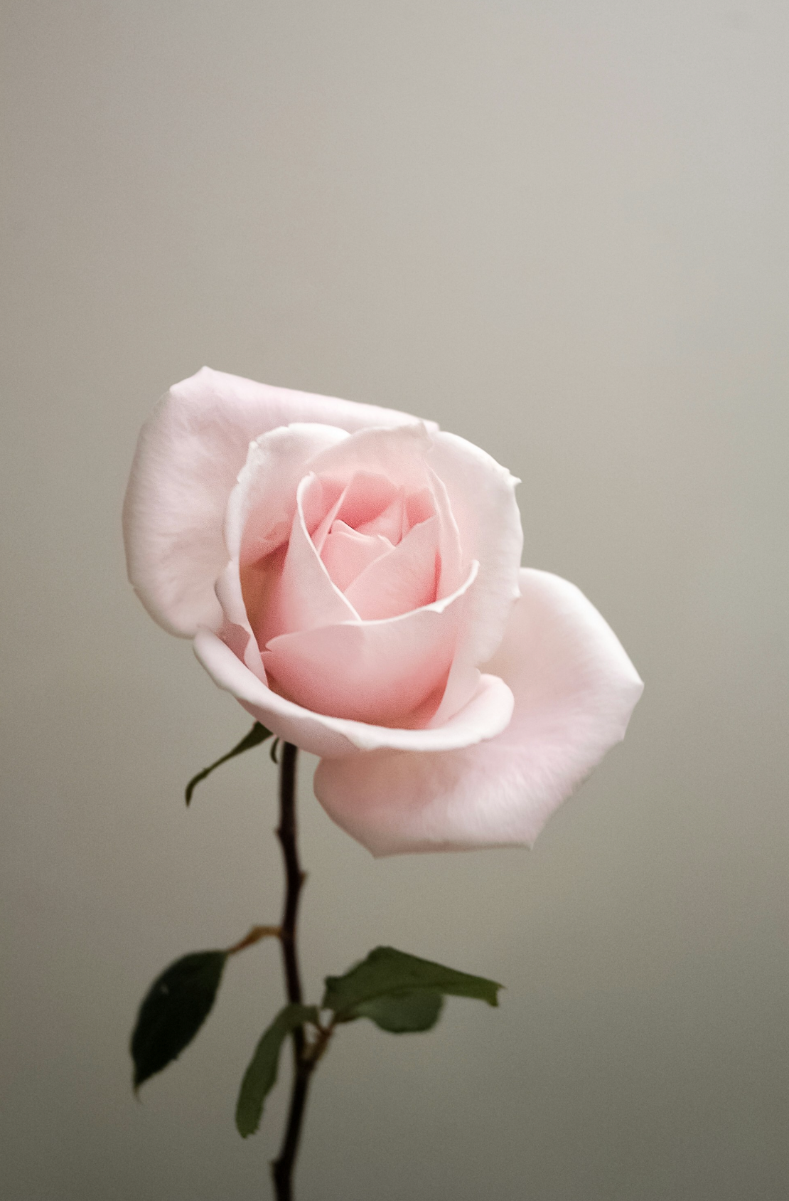 Signature Sweet Rose 100 ml Eau de Toilette