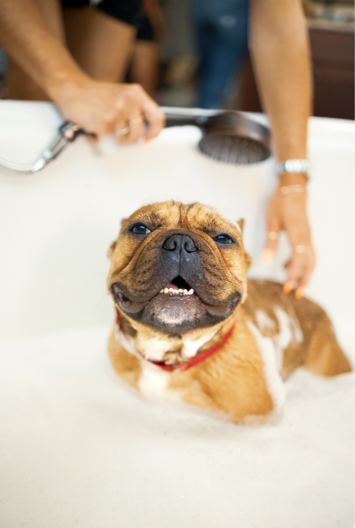 Elegant Sand + Paws Pet Shampoo & Conditioner - Lavender & Oatmeal