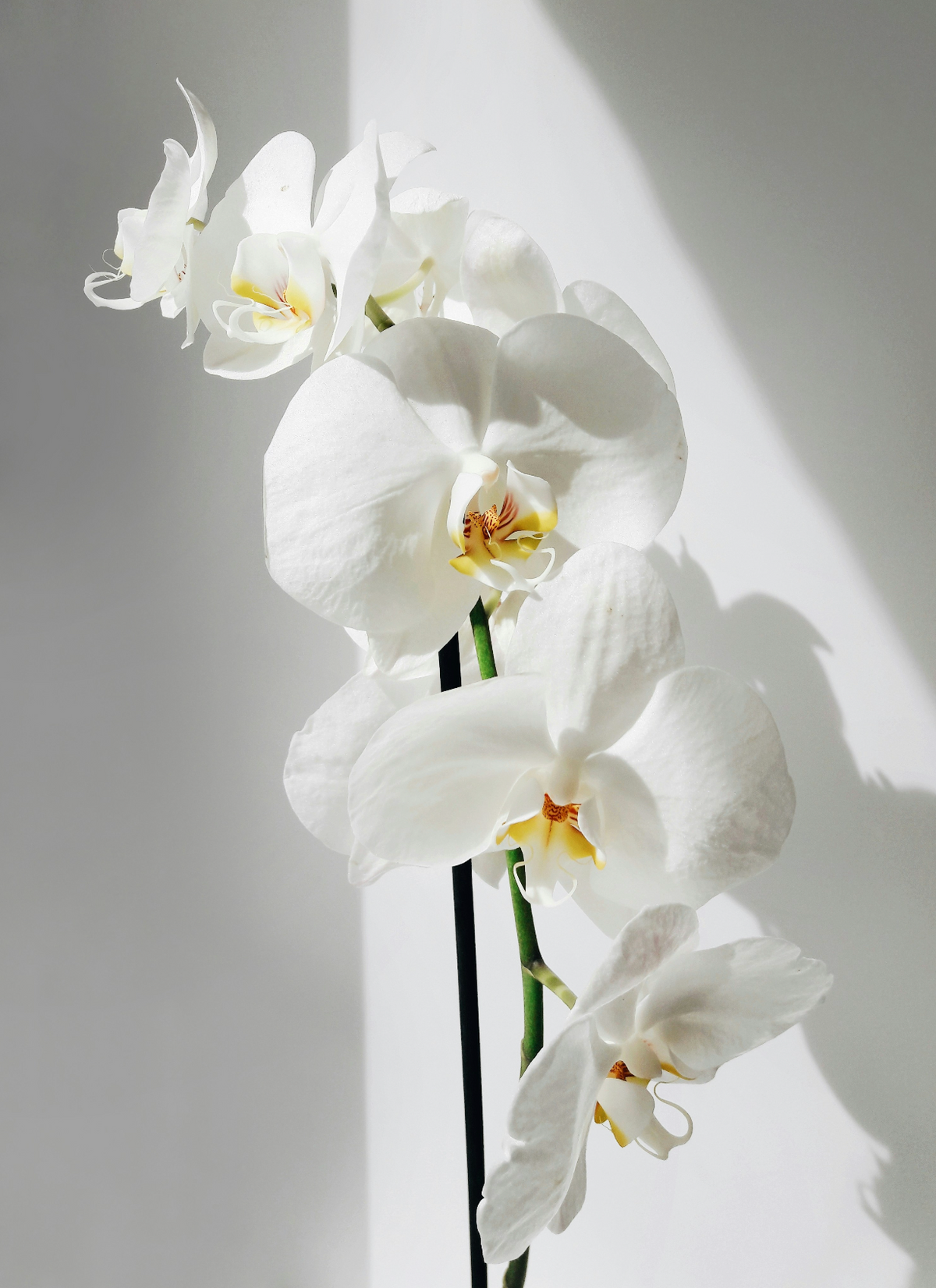 Elegant Vanilla Orchid 16.9 oz Whipped Body Butter
