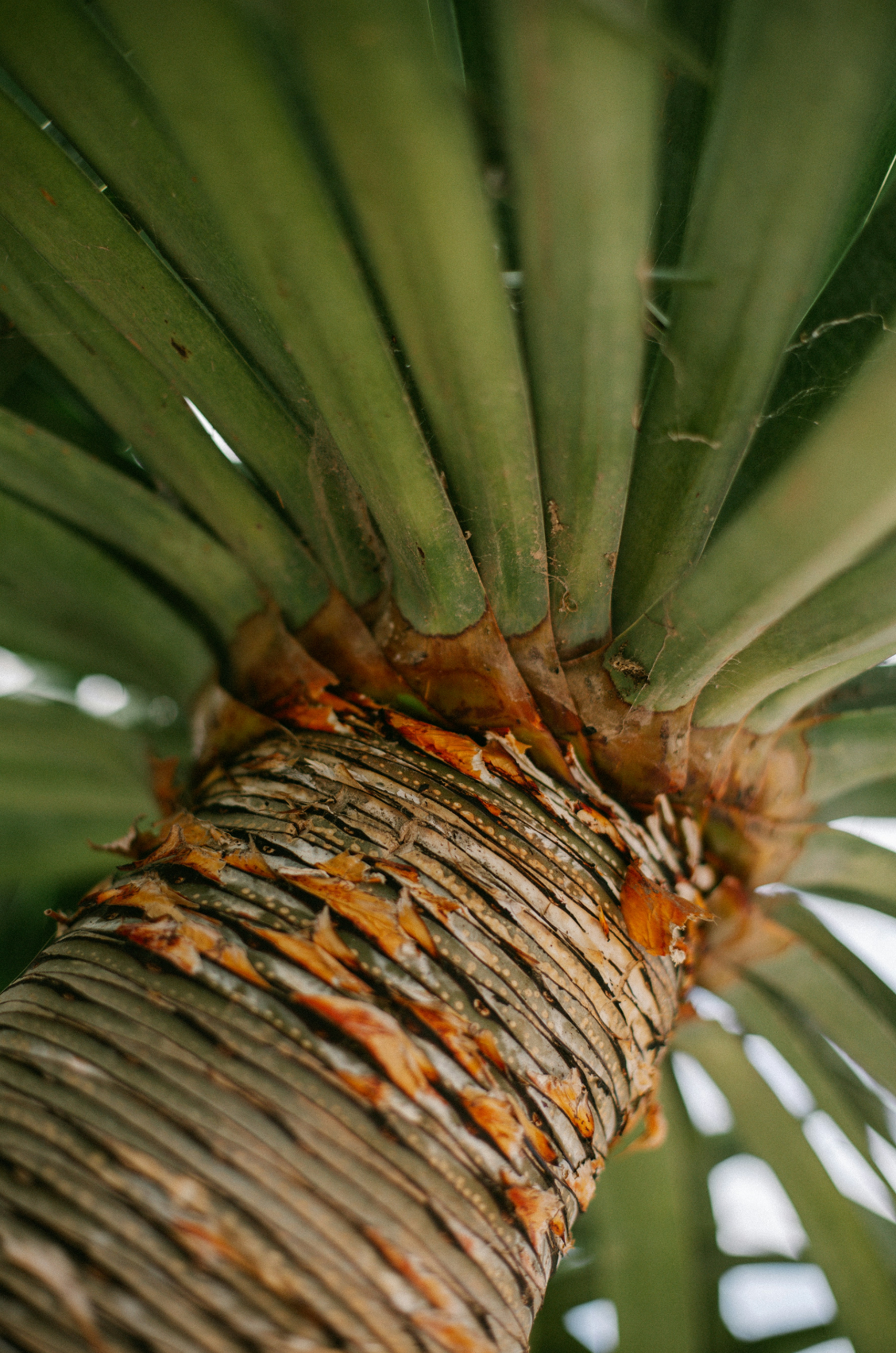 Cozy Driftwood & Pineapple 12 oz scented candle