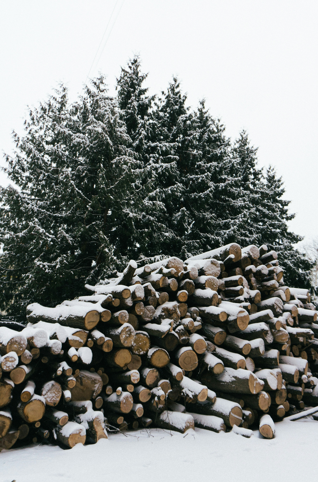Cozy Firewood & Silver Fir 6 oz scented candle