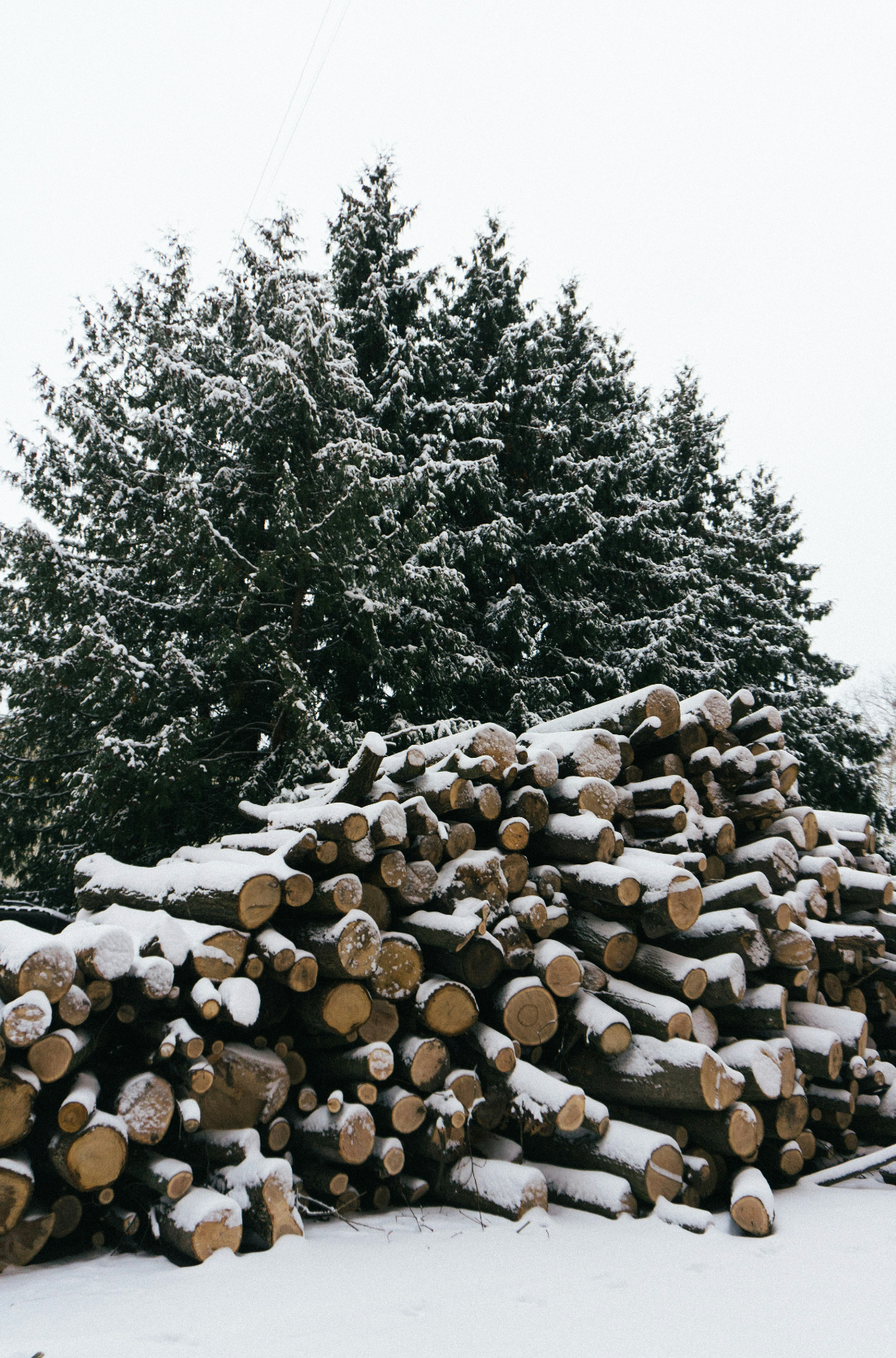 Cozy Firewood & Silver Fir 6 oz scented candle