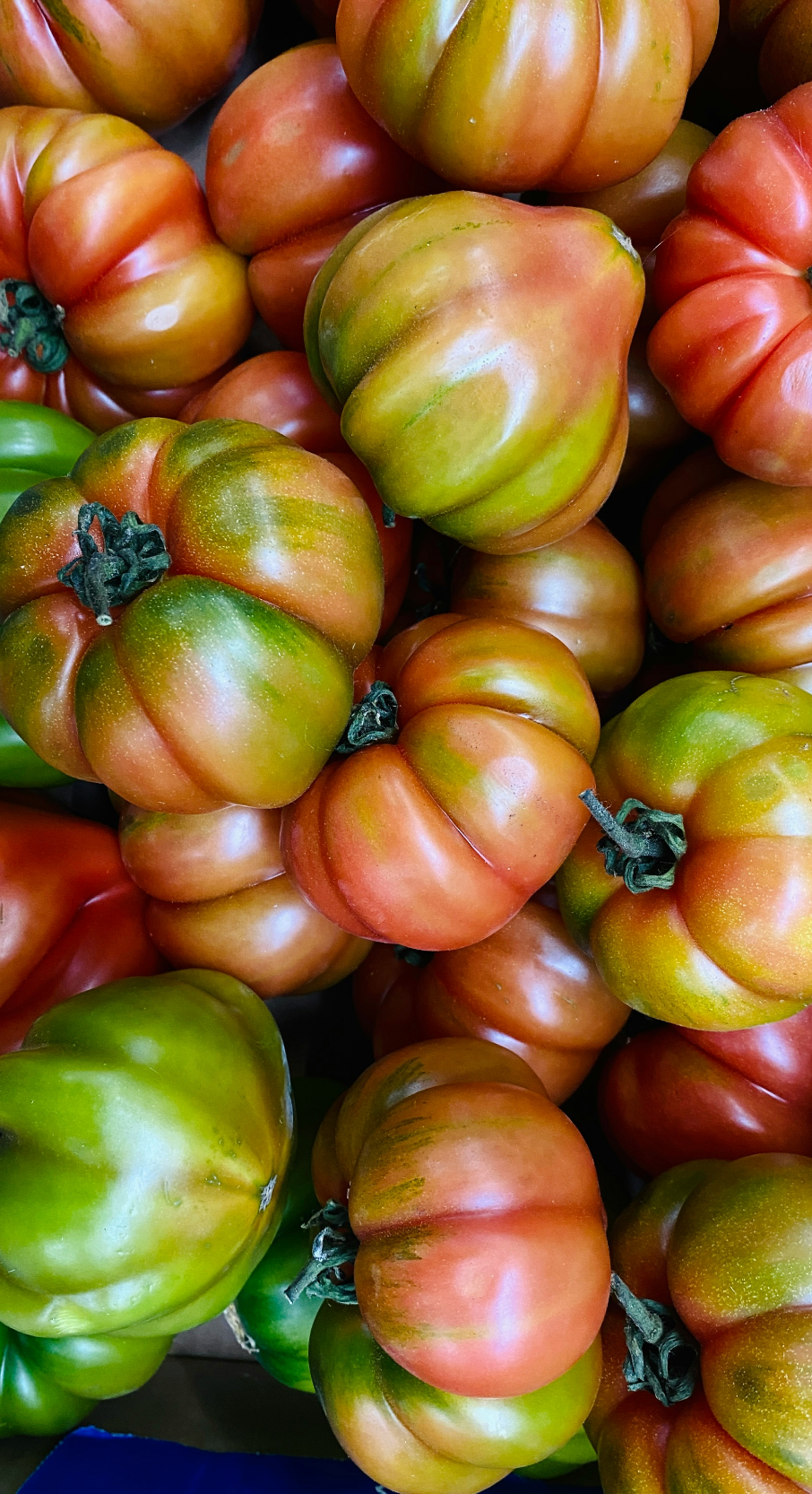 Cozy Sicilian Tomato 12 oz scented candle