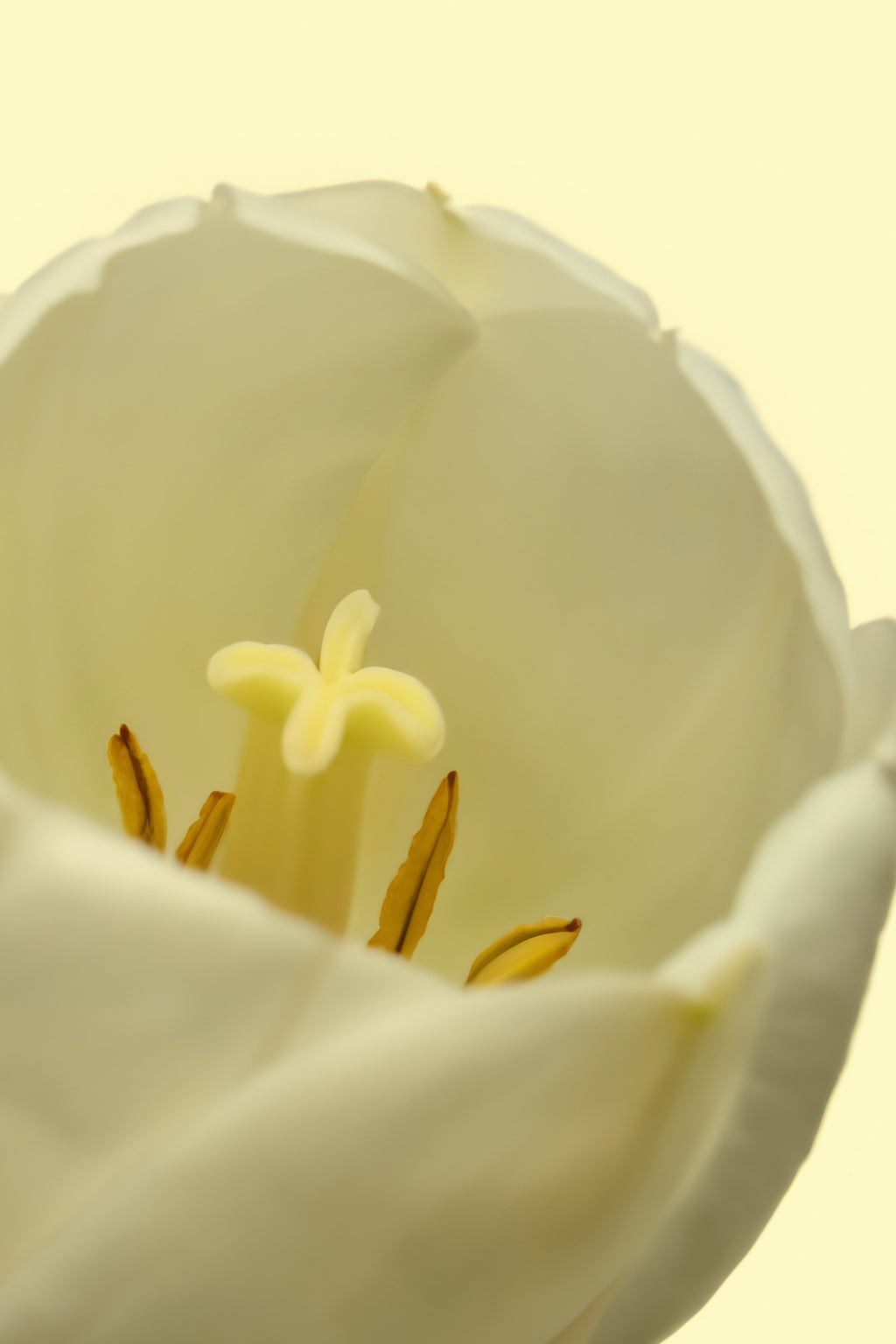 Signature White Tulip 50ml Perfume Oil Rollerball