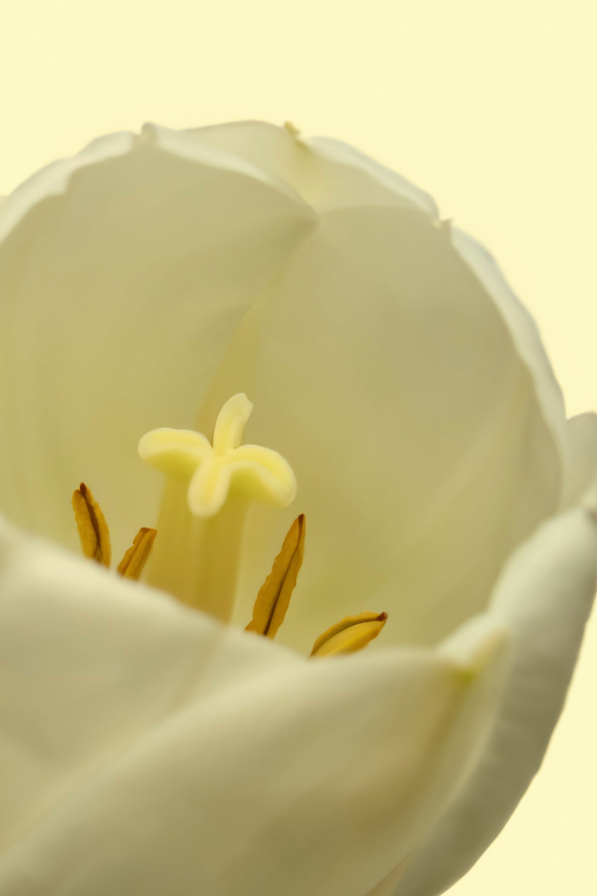 Signature White Tulip 50ml Perfume Oil Rollerball