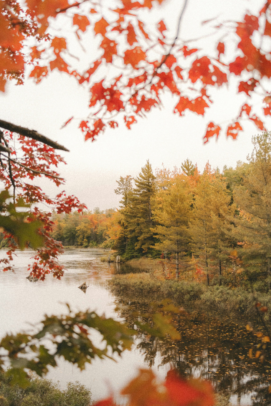 Cozy Autumn Woods & Apple 12 oz scented candle