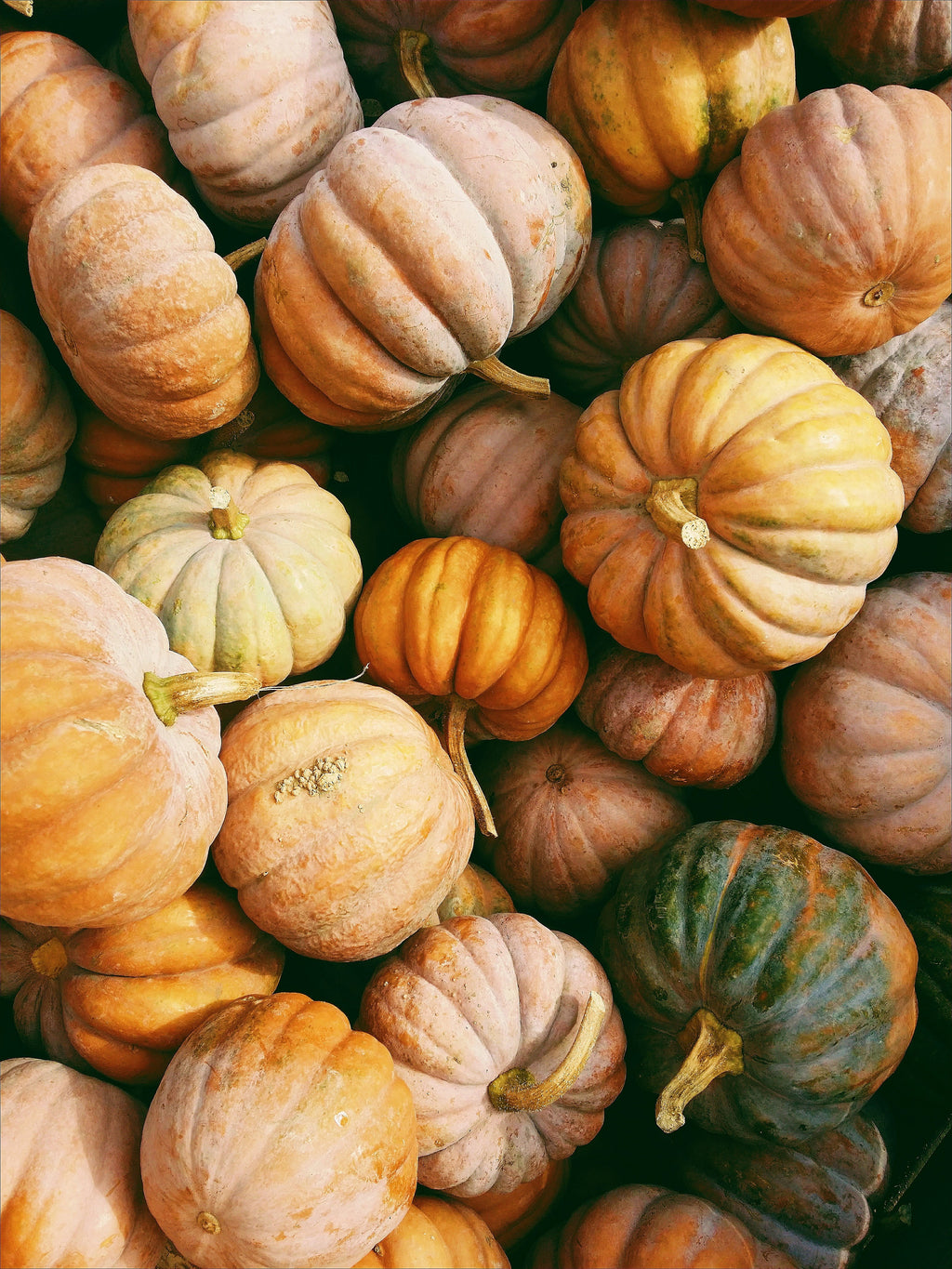 Cozy Sand + Paws Pumpkin Harvest 12 oz scented candle
