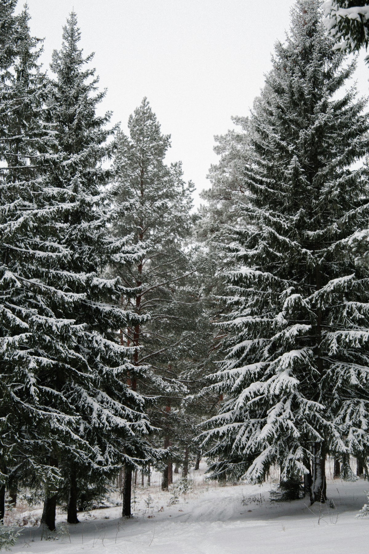 Cozy Winter Pine 12 oz scented candle